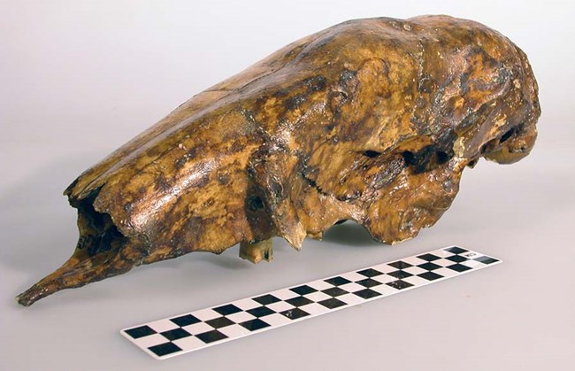 Yellowed sloth skull against white backdrop