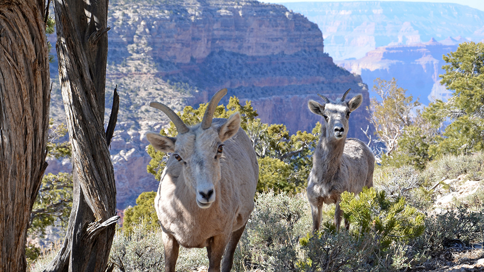 Learn About the Park - Grand Canyon National Park (U.S. National Park ...