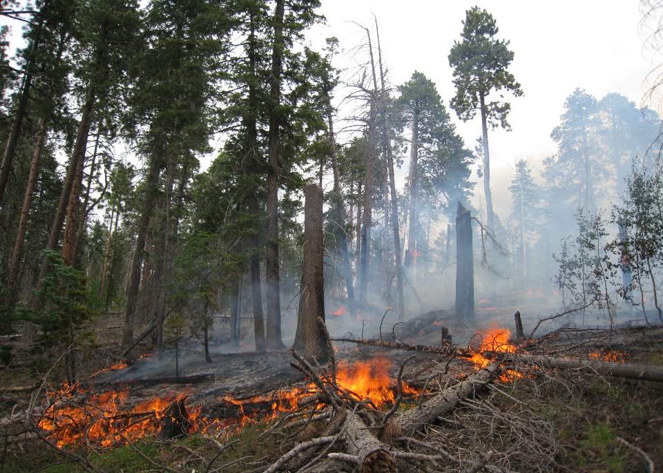 a prescribed fire with orange flames slowly burning through deadfall and debris on a North Rim forest with many tall trees.