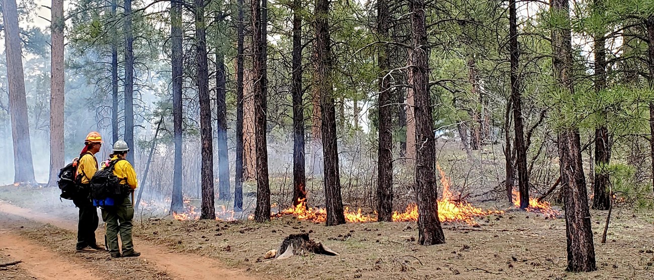 Several firefighters stand behind a prescribed fire along a roadway
