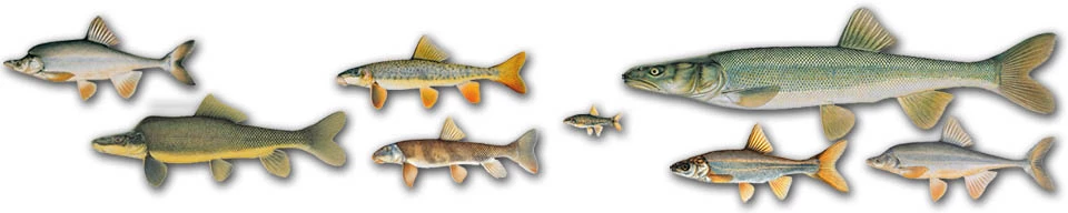 Illustration showing the native fish of Grand Canyon National Park Relative size illustrations of the eight Grand Canyon native fish, all in profile and left-facing.