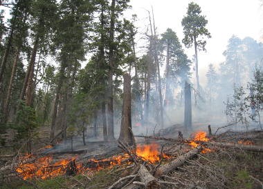 Prescribed fire burning slowly on sloping ground with tall trees in the background obscured by smoke.