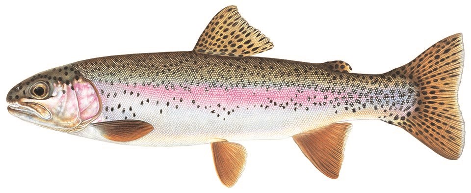 Fishing for Rainbow trout near you