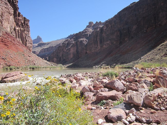 Flowers in the foreground with a river and canyon walls seen behind them.