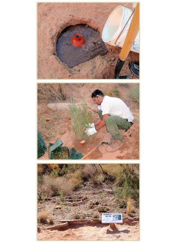 Olla gardening clusters new plants around partially buried clay pots.