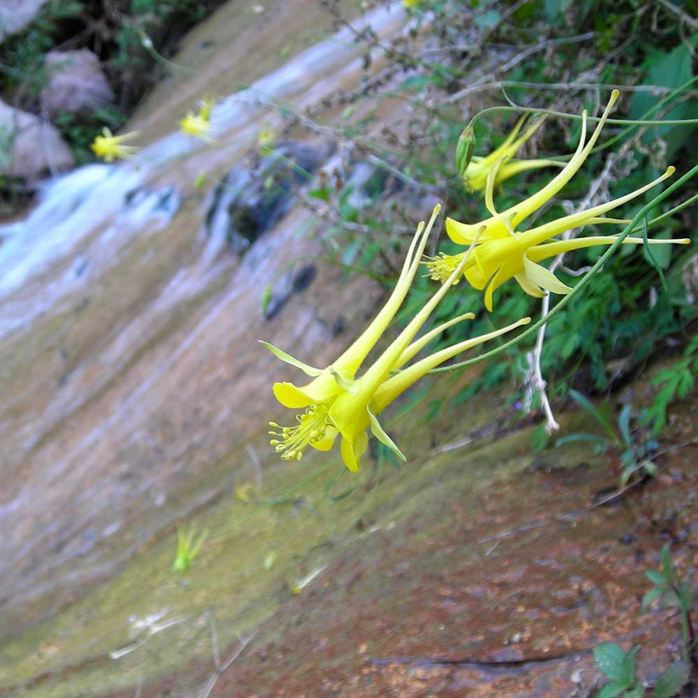 Wildflowers Grand Canyon National Park (U.S. National Park Service)