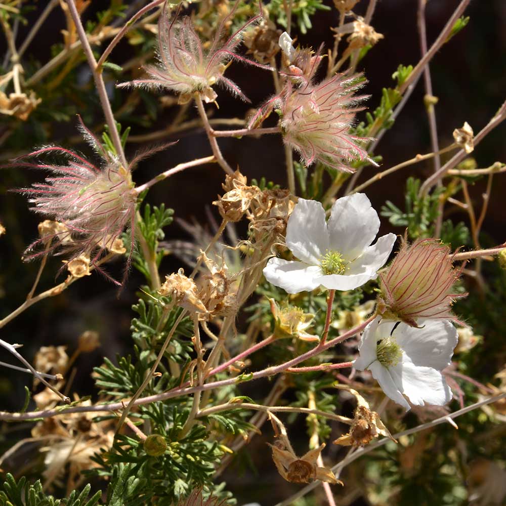Wildflowers Grand Canyon National Park (U.S. National Park Service)