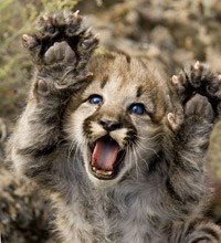 mountain lion kitten raising both paws.