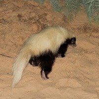 American Hog-nosed Skunk