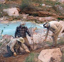 2011 tamarisk removal Havasu Creek