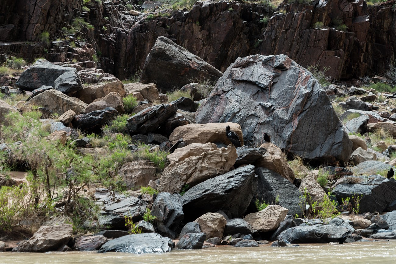 California condor chick X4 with the typical black head sits on a rock by the edge of the Colorado River.