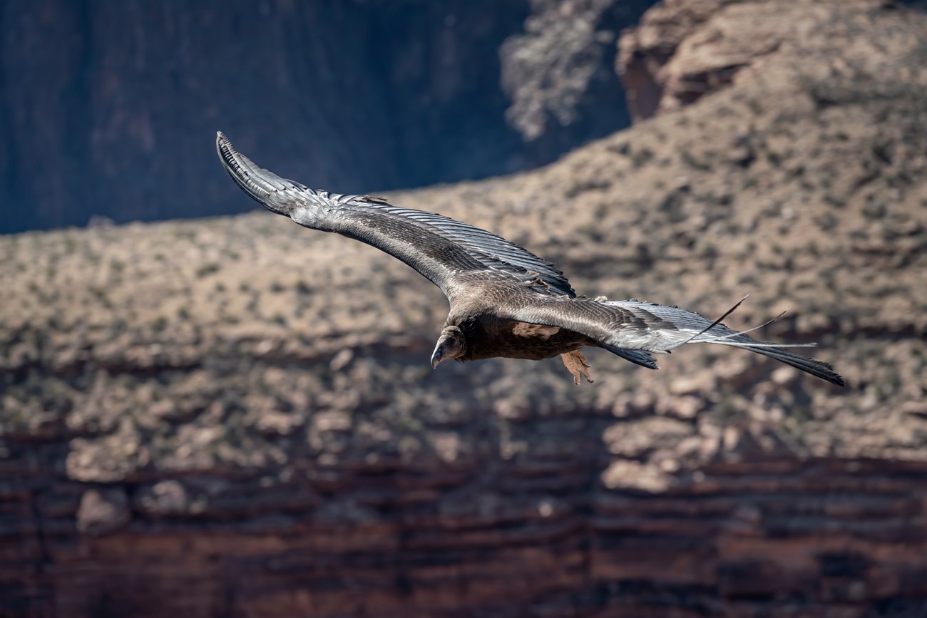 A juvenile California Condor flying near Cheops Pyramid in Grand Canyon National Park. A juvenile California Condor flying in Grand Canyon National Park.