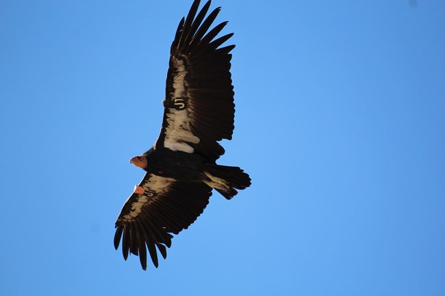 A black bird with white along it's wings and a black tag with the lettering J1 flies against a blue sky