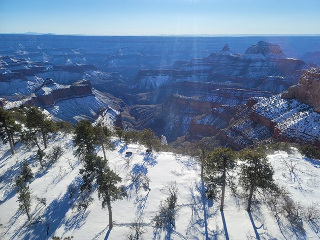 A small group of bison in snow on the edge of the North Rim of Grand Canyon.