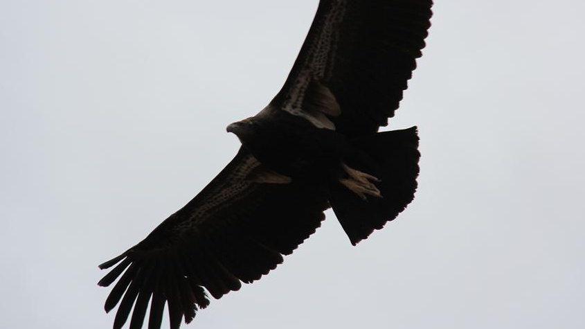 Britain's birds of prey are back from the brink of extinction – and live on  webcam, Birds