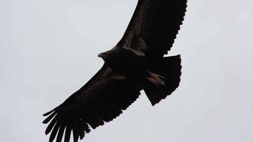 Large dark bird flying