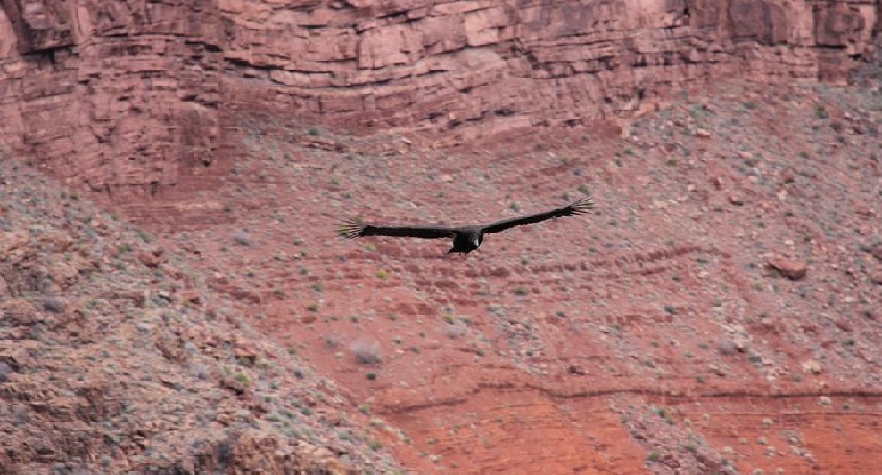 Black condor flying Black condor flying