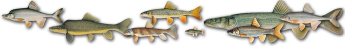 illustrations of the eight Grand Canyon native fish. illustrations of the eight Grand Canyon native fish.