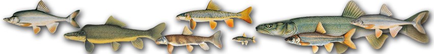 Relative size illustrations of the eight Grand Canyon native fish, all in profile and left-facing. Relative size illustrations of the eight Grand Canyon native fish, all in profile and left-facing.