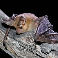 Pallid Bat