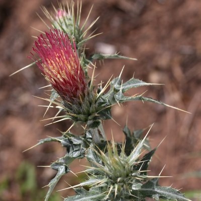 Pale green leaves with multiple sharp spines circle around a red orange flower with petals that all point to the sky.