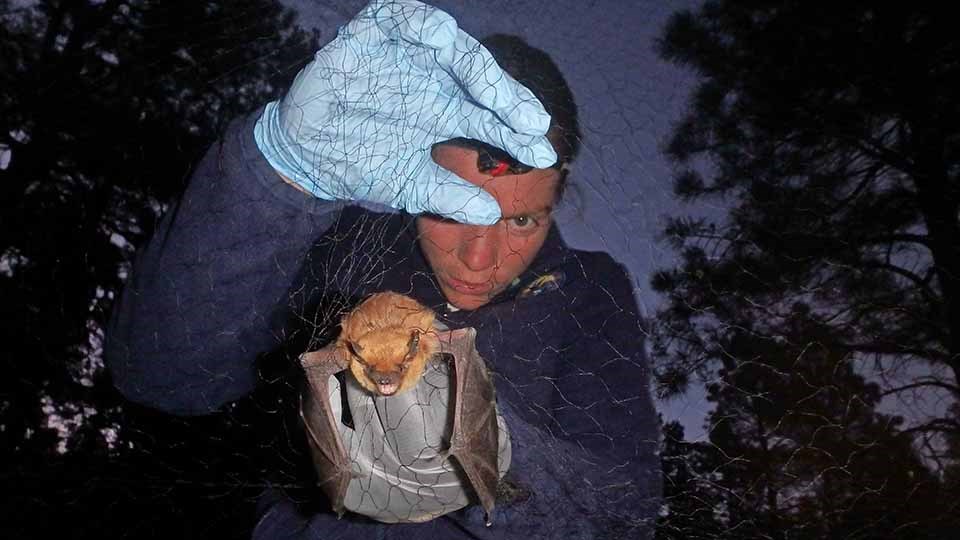 At dusk, a biologist wearing protective gloves, removes a bat from a mist net