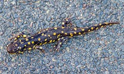 Arizona-Tiger-Salamander2