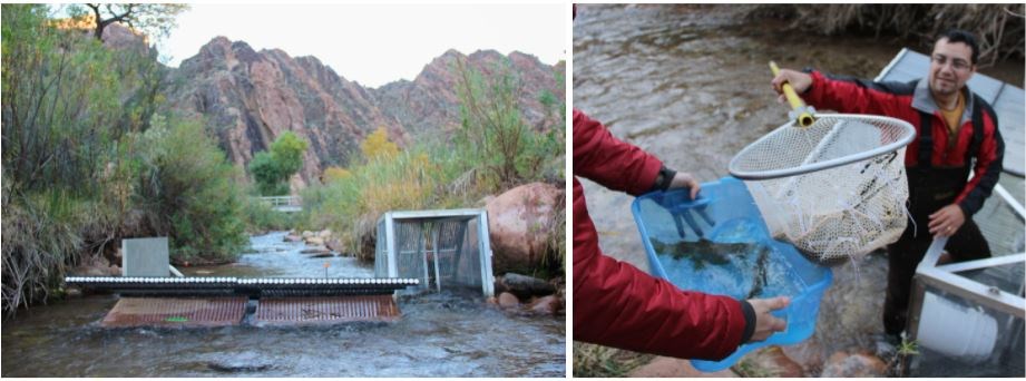 The fish weir in Bright Angel Creek and a net filled with brown and rainbow trout caught in the weir.