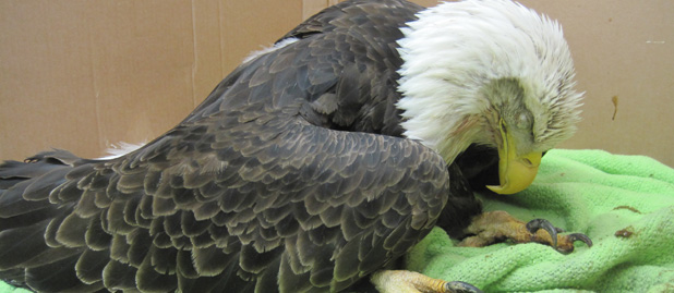 Bald Eagle_Lead Poisoning