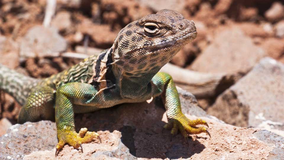 Brightly yellow, green and blue colored lizard on a red rock