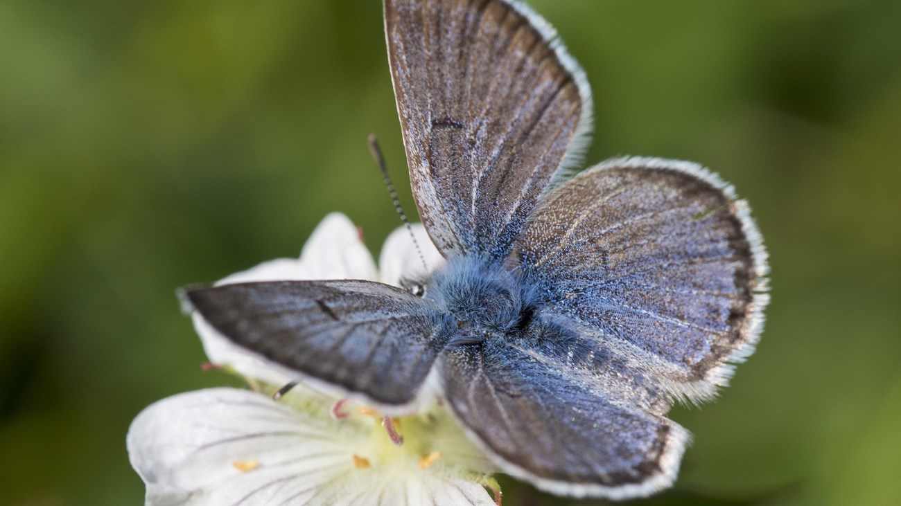 Blue butterfly on a flower