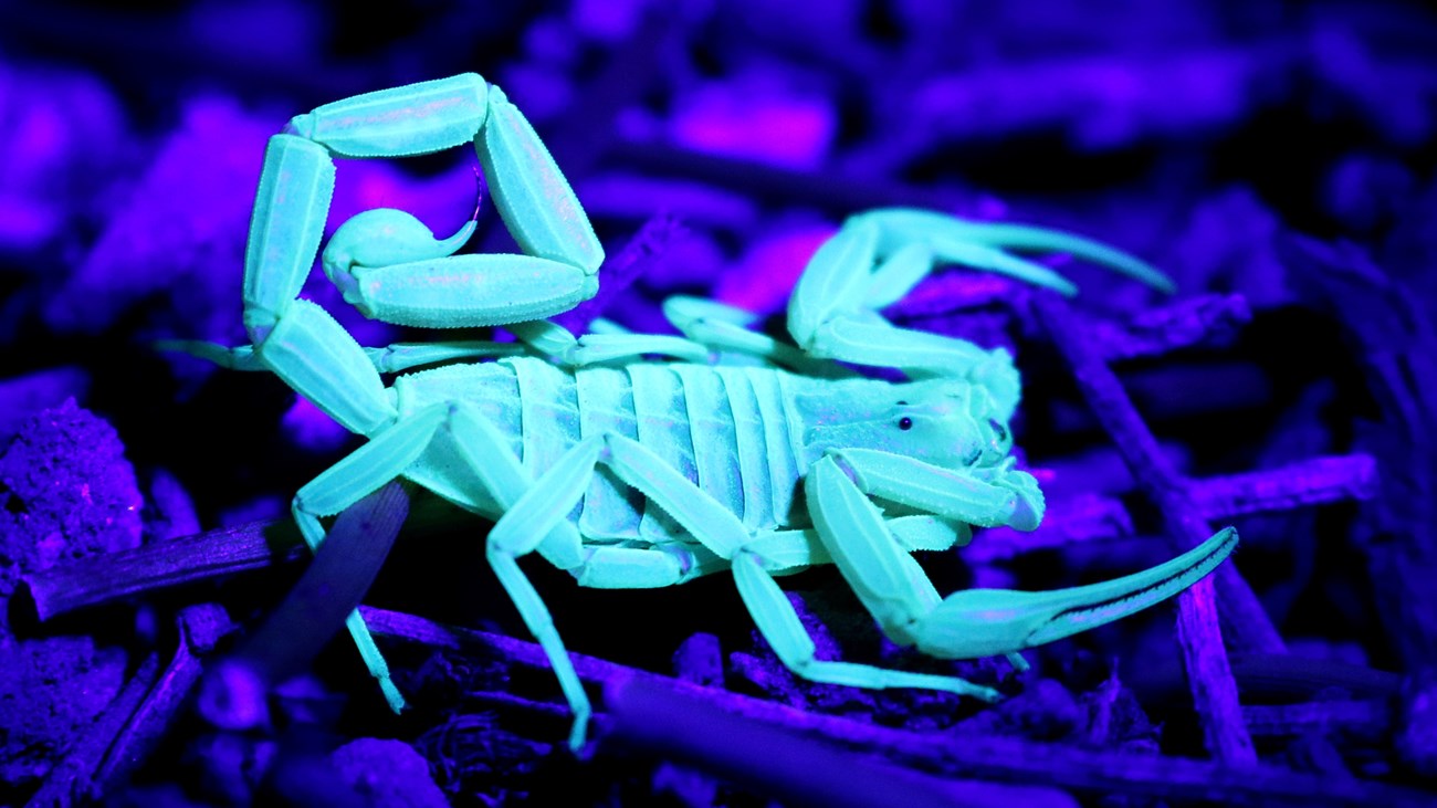 Small scorpion glowing white