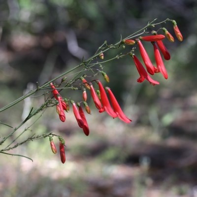 Drooping red flowers off of dark green stems.