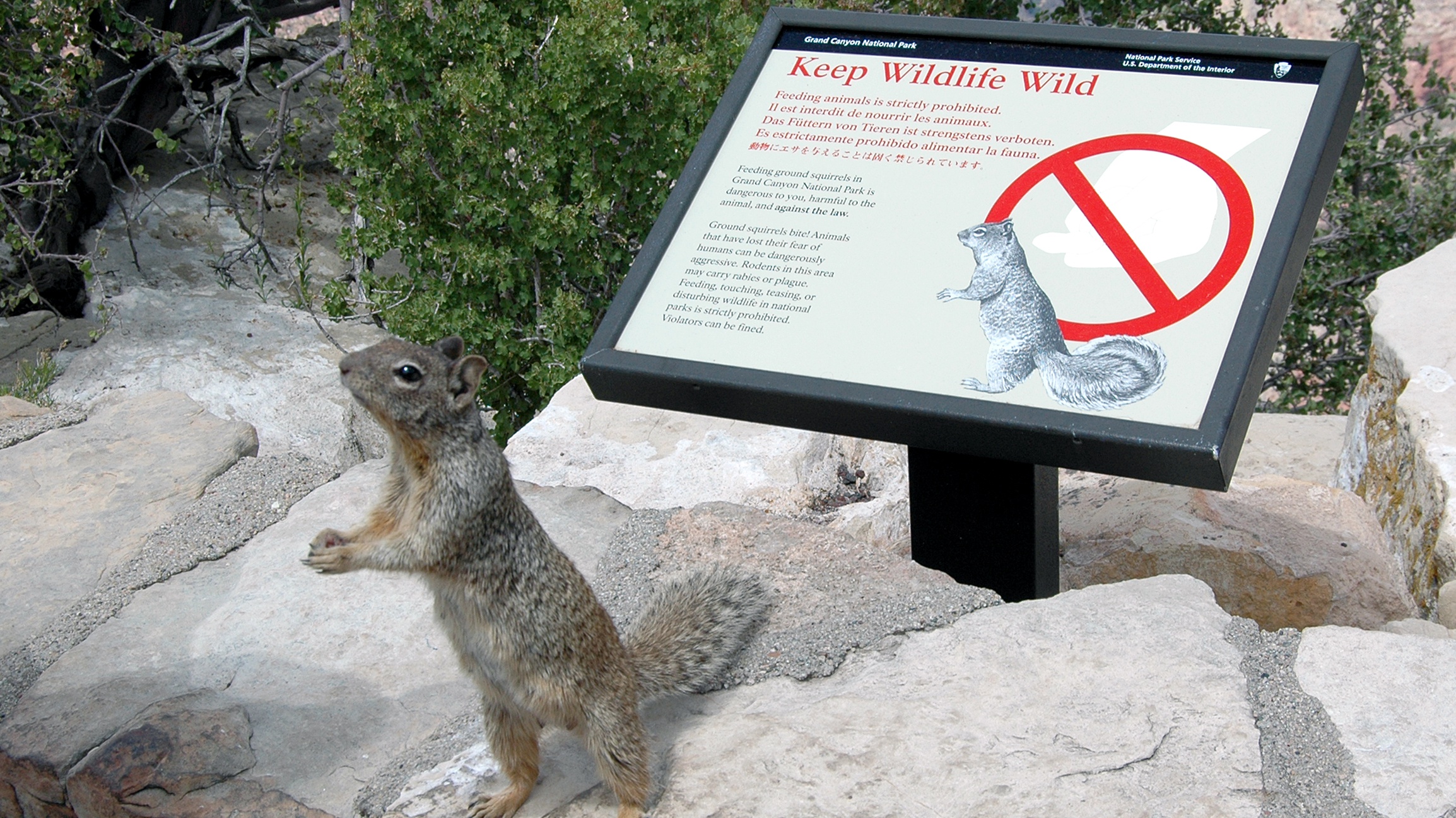 Squirrel begging for food Squirrel begging for food