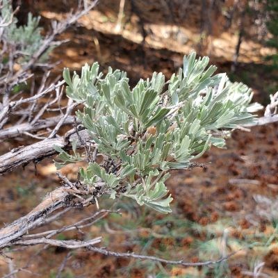 Lengthy mint green leaves lobed on the top point in the same direction off of a grey branch.