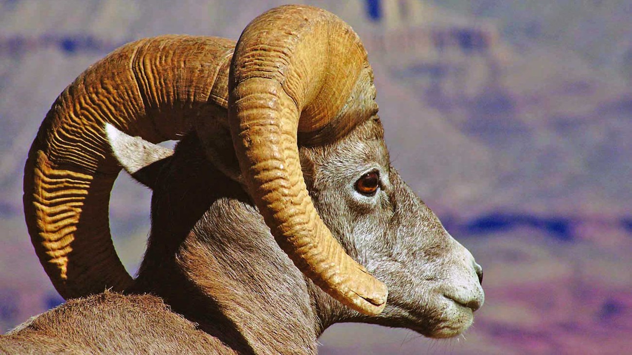 Close-up of a bighorn ram's head in profile, facing to the right. the curve of both horns is visible.