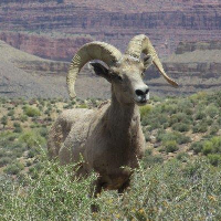 Bighorn sheep in scrub