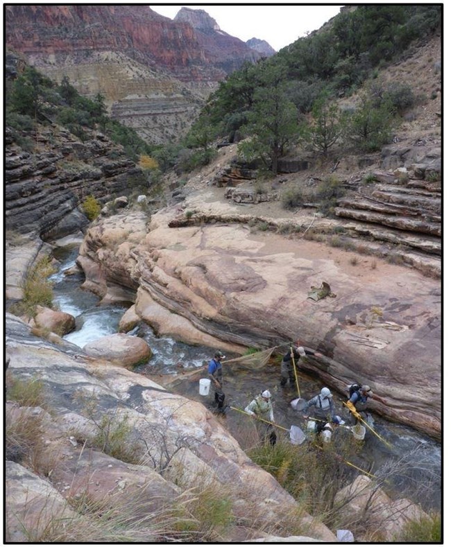 Park biologists and volunteers electro-fishing in Bright Angel Creek.