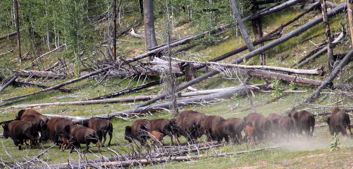 Bison running through trees