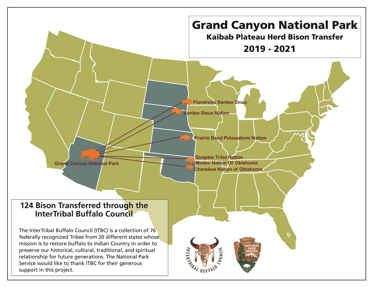 This map of the United State shows six Tribes (Flandreau Santee Sioux, Santee Sioux Nation, Prairie Band Potawatomi Nation, Quapaw Tribe Nation, Modoc Nation of Oklahoma, Cherokee Nation of Oklahoma) to which Grand Canyon bison have been transferred.