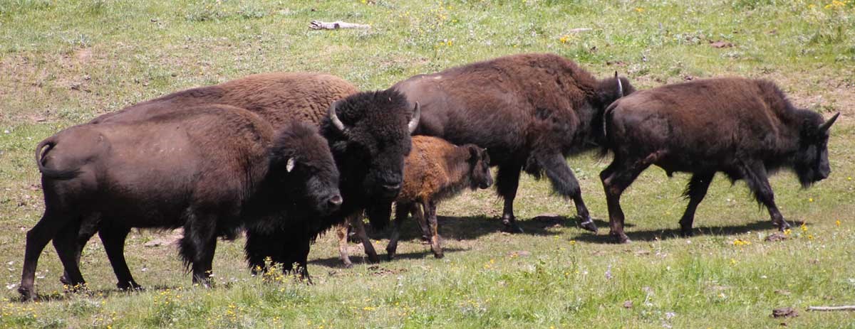 Bison in a meadow