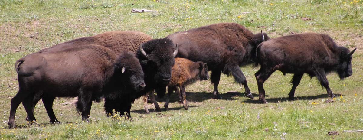 Bison in a meadow Bison in a meadow