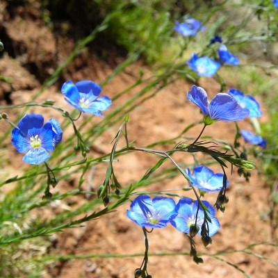 Multiple four petal blue flowers with yellow centers on stringy green branches.