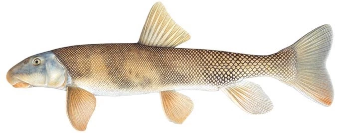 Bluehead sucker A detailed drawing of a bluehead sucker