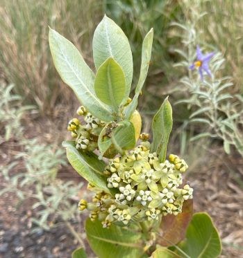 Wide pointed oval green leaves point upward with small yellow and white five petal flowers clustered within.