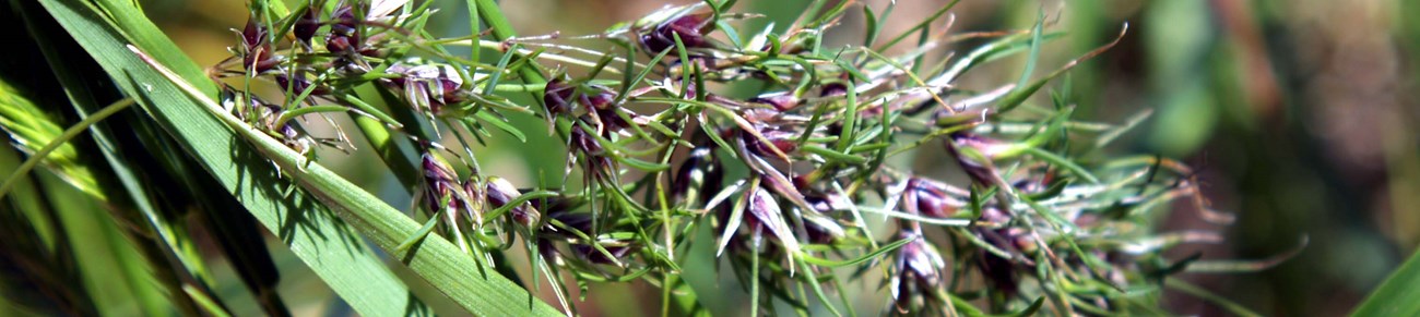 Narrow purple petaled flowers with even narrower green leaves surrounding them are clustered together.