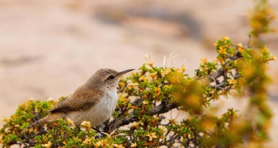 Small bird in a bush