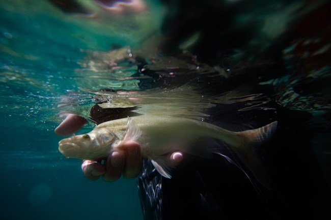 A biologist holds an adult humpback chub in Havasu Creek.