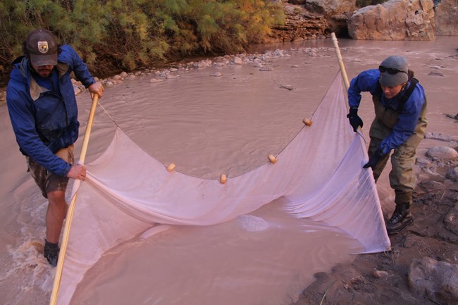 Seign netting for humpback chub in the Little Colorado River.