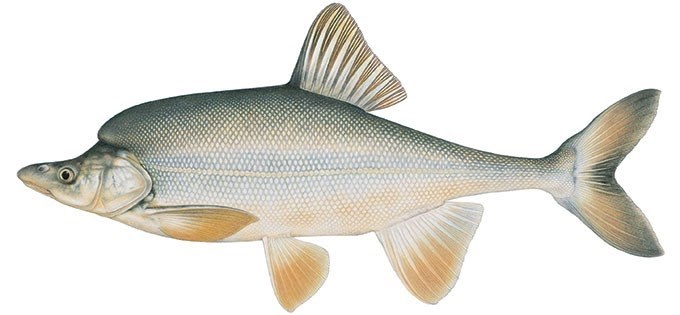 A drawing of a humpback chub with a distinct hump on its back